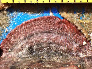 &copy;  Thijs de Boer